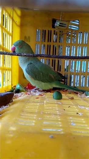 कोई भीपक्षीपाल है तो उनकेपंखनाकटेयह हमारे घरआगया है जैसेपंखा जाएंगेउड़ा देंगे#shortsviral#viralreels