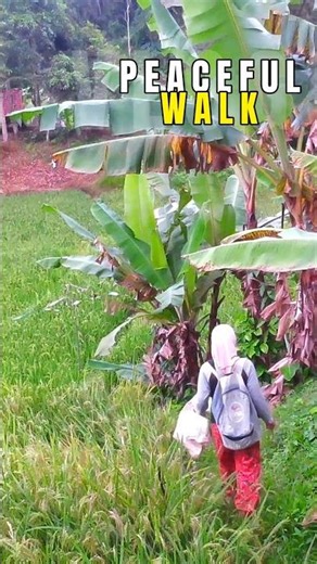 walking in the ricefield #peacefulvillage #ricefield #relaxing