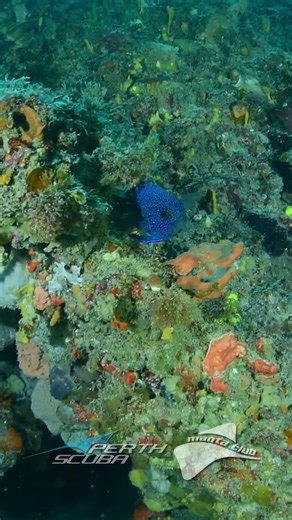 💙 The Southern Blue Devil – Rottnest’s hidden gem! Tucked beneath a ledge, this stunning fish shows off its electric blue shimmer and curious stare ✨🐠 One of the most beautiful – and shy – locals you’ll ever meet underwater. Keep your eyes peeled next time you’re exploring Rotto’s reefs! 👀🌊 🎥 #PerthScuba #BlueDestinyBoatCharters #SouthernBlueDevil #RottnestIsland #DiveWA #ScubaDivingPerth #UnderwaterBeauty #WAReefs #DiveRotto | Perth Scuba