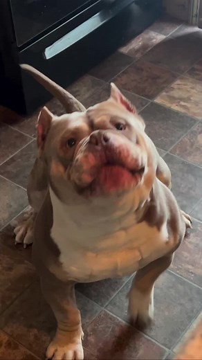 Neo teaching the puppy to beg for treats! - #microbully#pocketbullies#pocketbully#bullies4 life#dontbullymybully#dontbullymybreed#pitbull#puppylove#pitbullpuppy#thebullyplanet#thebullyent#theabkc#muscle#beastmode#champion #lilactri#bullysofinstagram#pitbullsofin stagram#bullyworld#bullyworldwide#bulldog#bullypup#puppy#nfl#fitness#abkc#dogsofinstagram#winner#americanbully