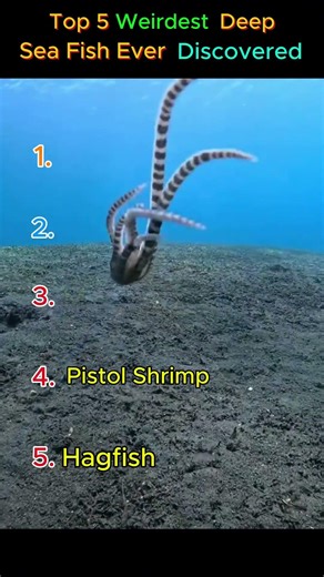 Alien Survival: 5 Weirdest Fish