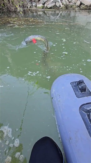 Very Big Cat Fish #fishing #bigcatfeverrods #carpfishing #freshwaterfish