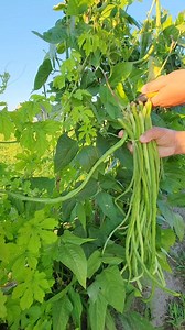 Snap Snap String Beans #garden #harvest #gardenproject #gardener #vegetablegarden #gardenlife #harvesttime #vegetables | Kabsat