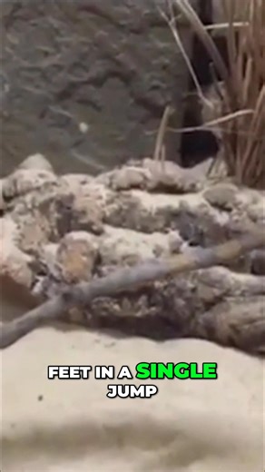 Discover the incredible ways desert animals survive! From the fennec fox's giant ears that help it cool down and hear prey, to the jerboa's amazing leaping skills, nature is full of surprises. #DesertAnimals #FennecFox #Jerboa #AnimalAdaptations #Wildlife | Mind Orbit Facts