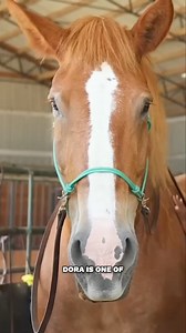 35K views · 1.7K reactions | Dora’s Forever Home | Dora’s Story (pt. 2) | #horseplushumanesociety #horses #animaladoption Check out the full video below ↓ https://youtu.be/VMQD8K722DA | Horse Plus Humane Society | Facebook
