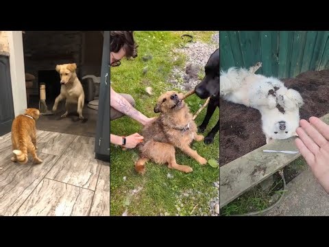 My dog ​​is a bodyguard at home 😂