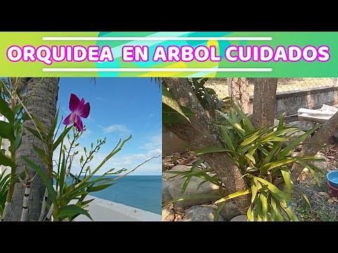ORCHIDS IN TREE AND THEIR CARE, HOW TO CARE FOR ORCHIDS IN TREES OR BRANCHES