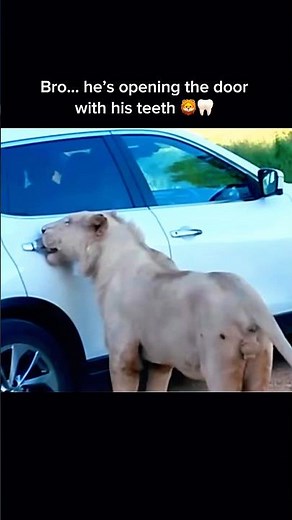 Lion Opens Car Door: With His Teeth