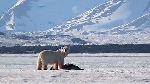 Watch what happens when a polar bear catches its prey