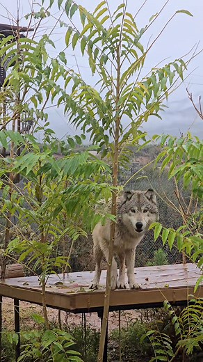 61K views · 1.6K reactions | Wolf pack! | Brittneyandzion | Facebook