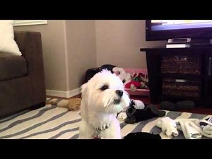 Maltese Howling