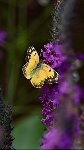 🦋✨ Dive into Michigan’s Wild Wonders: The Orange Sulphur Butterfly on Purple Loosestrife! 🌸💜Spotted this vibrant beauty fluttering through a Michigan meadow – it’s the Orange Sulphur (aka Alfalfa Butterfly), a sunny yellow stunner with bold black borders that’s super common across our state from June to October! 🟡🦋 Fun fact: These guys have multiple broods each summer, and their caterpillars munch on pea family plants like clover – talk about a Michigan farm favorite! But wait, those striki