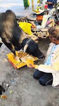 "🙏नंदी सेवा == साक्षात पूजा है, सेवा ही धर्म है 💝✨ #trending #humanity #Respect #helping#viralvideo"