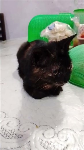 adorable tortoiseshell kitten 🐈‍⬛ #kitten #cute #animals #pets