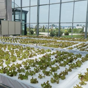 [Hot Item] Dwc Deep Water Culture Hydroponics System with Floating Raft in Greenhouse