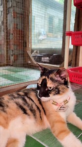 Update on Zuki 💕 #rcpp #tortoishellcatsofinstagram #cats | Red Cubs Pet Patrol