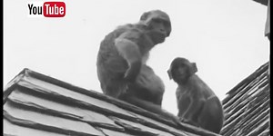 Search for Zimm reminds many of 1976 monkey escape