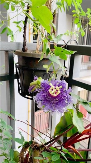 Passiflora flowers