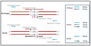 تکنیک ARMS و Tetra-ARMS PCR | آزمایشگاه تحقیقاتیژنیران