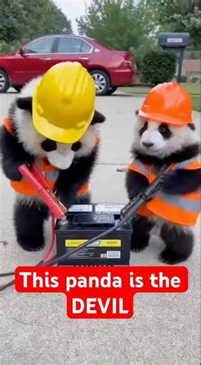 This PANDA is the DEVIL #funny #panda #humour #memes