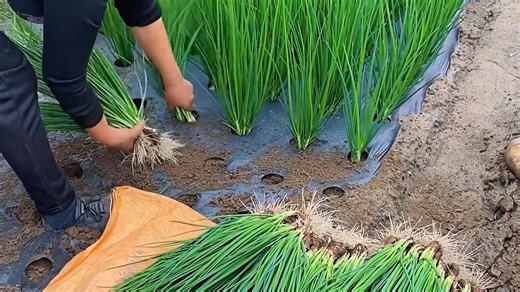 发一版合集，共计17种种植技巧，想要农作物高产，这些妙招要牢记