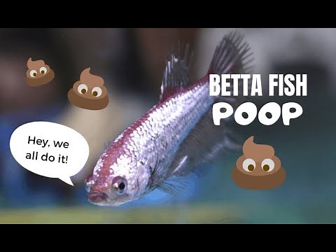 Betta fish poop caught on camera