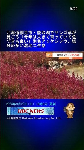 北海道網走市・能取湖でサンゴ草が見ごろ「今年は大きく育っていて色づきも良い」別名アッケシソウ、塩分の多い湿地に生息 #Shorts