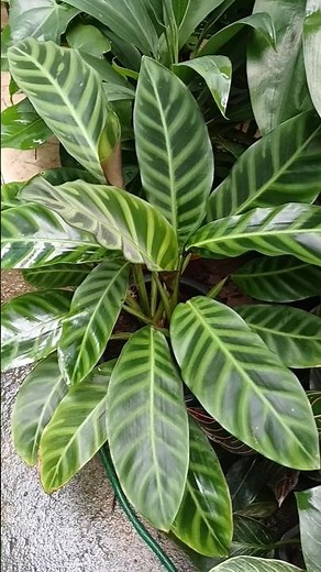🪴How to grow Maranta Zebrina