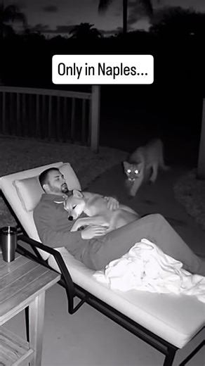 Naples Florida Life on Instagram: "Florida panther activity in Naples Florida continues to increase as these powerful apex predators move through residential neighborhoods, backyards, and open green spaces across Collier County. A panther approaching a homeowner outdoors at night reflects a growing pattern of close encounters documented throughout Southwest Florida. Collier County contains the highest concentration of Florida panthers, and nighttime movements often bring these animals directly i