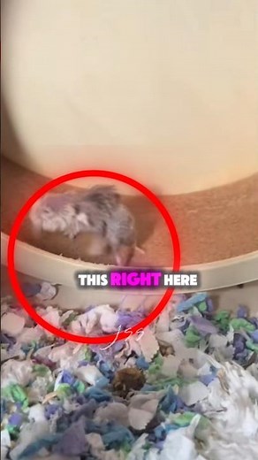 Meet Grampster, the Oldest Hamster Alive 🐹