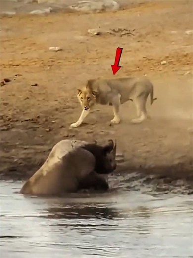 Rhino got stuck in the mud 😱 and a pride of lions arrived too | Rhino vs Lions 🦏🦁