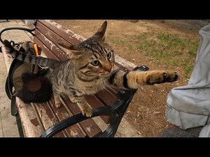 Stray Cat Asked for Affection in the Gentlest Way