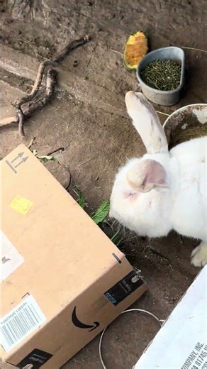 Rabbits being a married couple. #rabbits