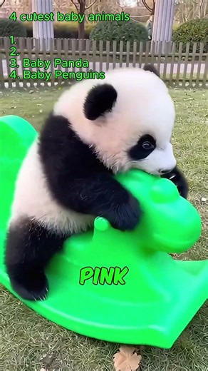 Which Baby Animal Is The Cutest? #cuteanimals