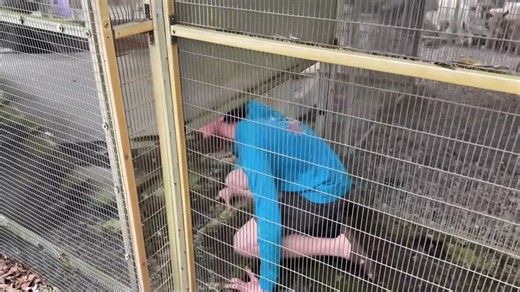 He entered an abandoned zoo then heard something growling in the cages