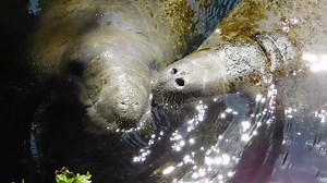 Two manatees nuzzling in Homosassa Spring this weekend at Ellie Schiller Homosassa Springs Wildlife State Park. | Discover Crystal River Florida