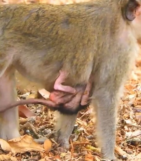 #cutemonkey | Cute Monkey