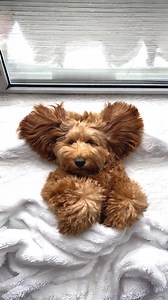 Goldendoodle 🐶 The Playful Poodle Mix! | 1 Minute Animals Meet the Goldendoodle - the lovable cross between a Golden Retriever and a Poodle. These furry bundles of joy are as clever as they are cute. With their wavy coats and friendly personalities, they're the perfect addition to any family. #Goldendoodle #GoldenRetrieverPoodleMix #DesignerDogs #FluffyGoldendoodles #HypoallergenicPets #DoodleDogBreeds #SmartGoldendoodles #CutePuppyVideos #PetCompanions #FamilyFriendlyPets | 1 Minute Animals