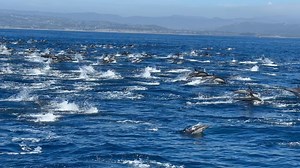 286K views · 32K reactions | The most EPIC Dolphin Stampede today!...