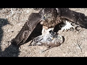 Goshawk Attacks Little Owl | Rare Hunt Caught on Camera