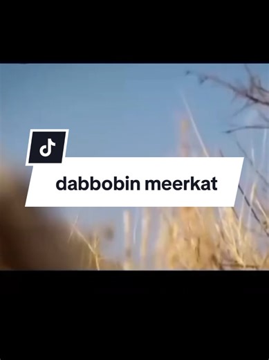 Discover the Fascinating Life of Meerkats