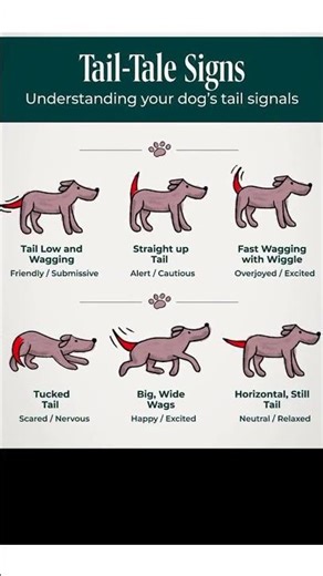 Is Your Dog's Tail Wag Really a Good Sign? 🐾 #dogtraining #pettips #shorts