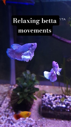 Betta Fish Therapy: Relaxing Slow Motion Visuals #aquarium #fishtank