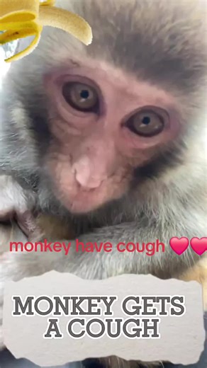 Cute Macaque Monkey Coughing: An Adorable Moment