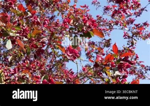 Red crabapple blossoms bloom on sunlit branches. Malus flowers and bronze leaves create a vivid spring garden scene Stock Video Footage - Alamy