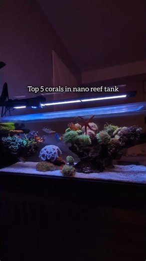 Top 5 Corals In Nano Reef Tank