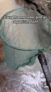 I caught a worldwide invasive monster fish and a beautiful aquarium fish. #aquascapingnegros | Aquascaping Negros