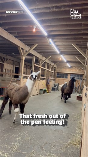 259K views · 2.6K reactions | Time to stretch those legs! 蓮殺‍ #Llama #Cute #FarmAnimals #Adorable #FarmLife | The Pet Collective | Facebook