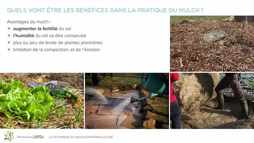 Qu’est-ce que le mulch en permaculture ?