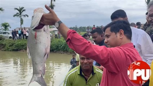> Tripura Fisheries Minister Sudhangshu Das struggles to hold a Katla because of its large size> Meanwhile, TMC goons have destroyed similar fish ponds in West Bengal by turning them into illegal shrimp farms> Today, fishermen from Bengal have to go to Odisha to get a catch illegally, while the state imports fishes to meet demandSource of fish in West Bengal today under TMC 🍀🪷 Andhra -> Katla🪷 Gujarat -> Ilish🪷 Odisha -> Rui